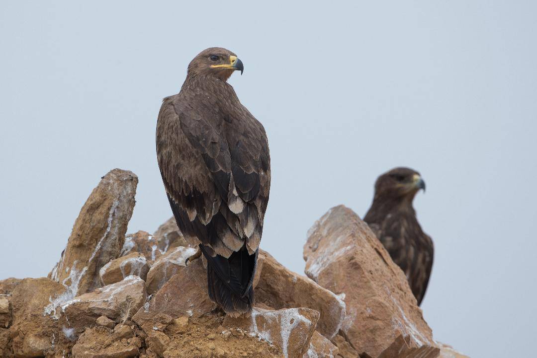 Globally Important Numbers Of Steppe Eagle Discovered In